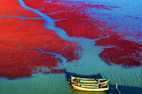 Ngỡ ngàng trước vẻ đẹp của bãi biển đỏ ở Trung Quốc