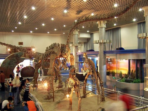 beijing museum of natural history 1